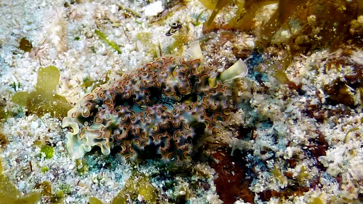 Lettuce Sea Slug, Belize, 2017