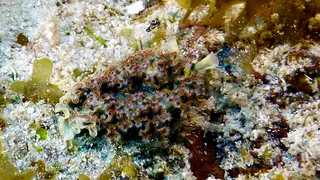 Underwater photograph by Joel Bergsma