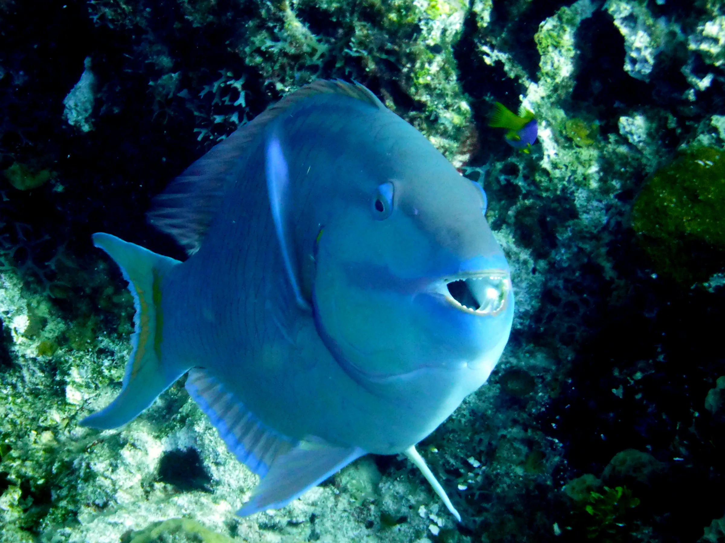 Parrotfish, Cozumel, 2013