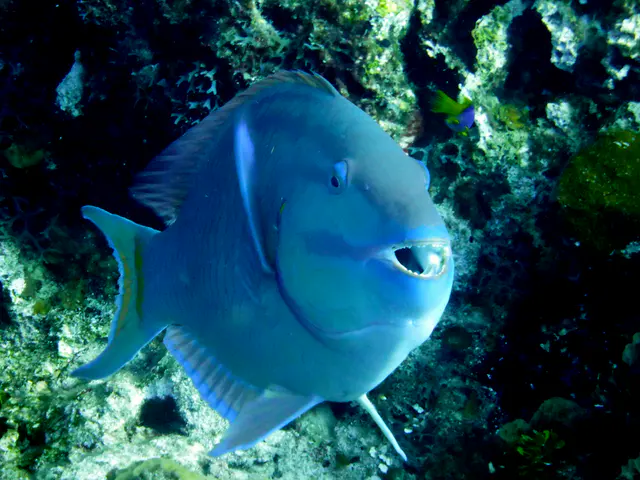 Underwater photograph by Joel Bergsma
