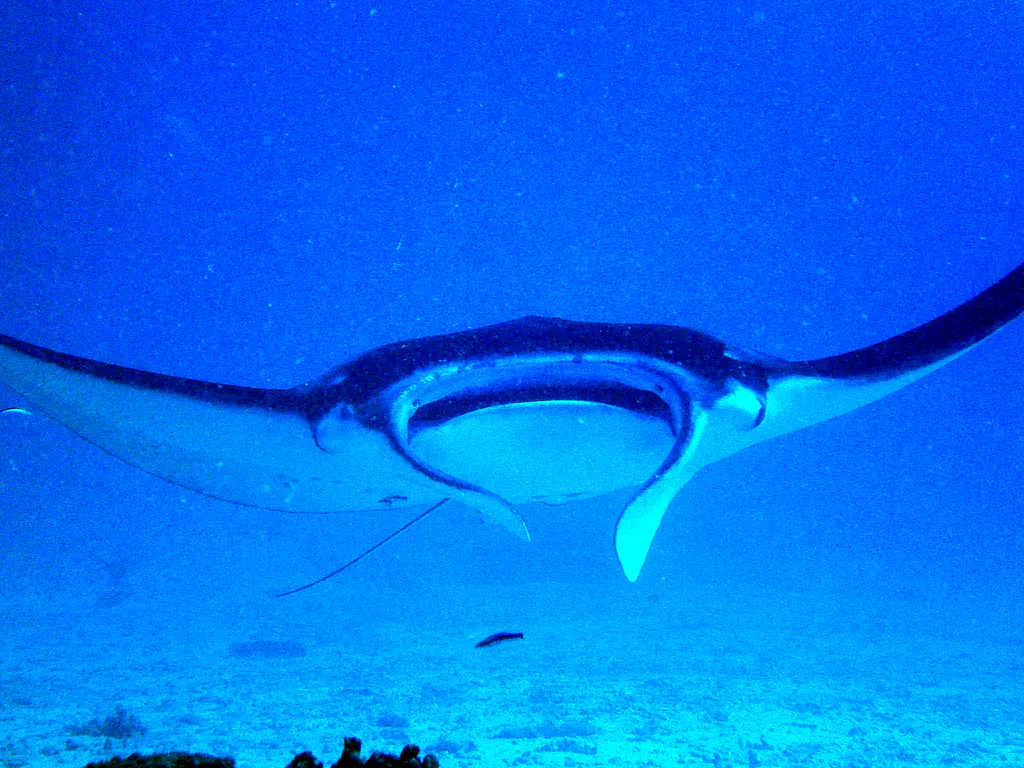 Manta Ray
