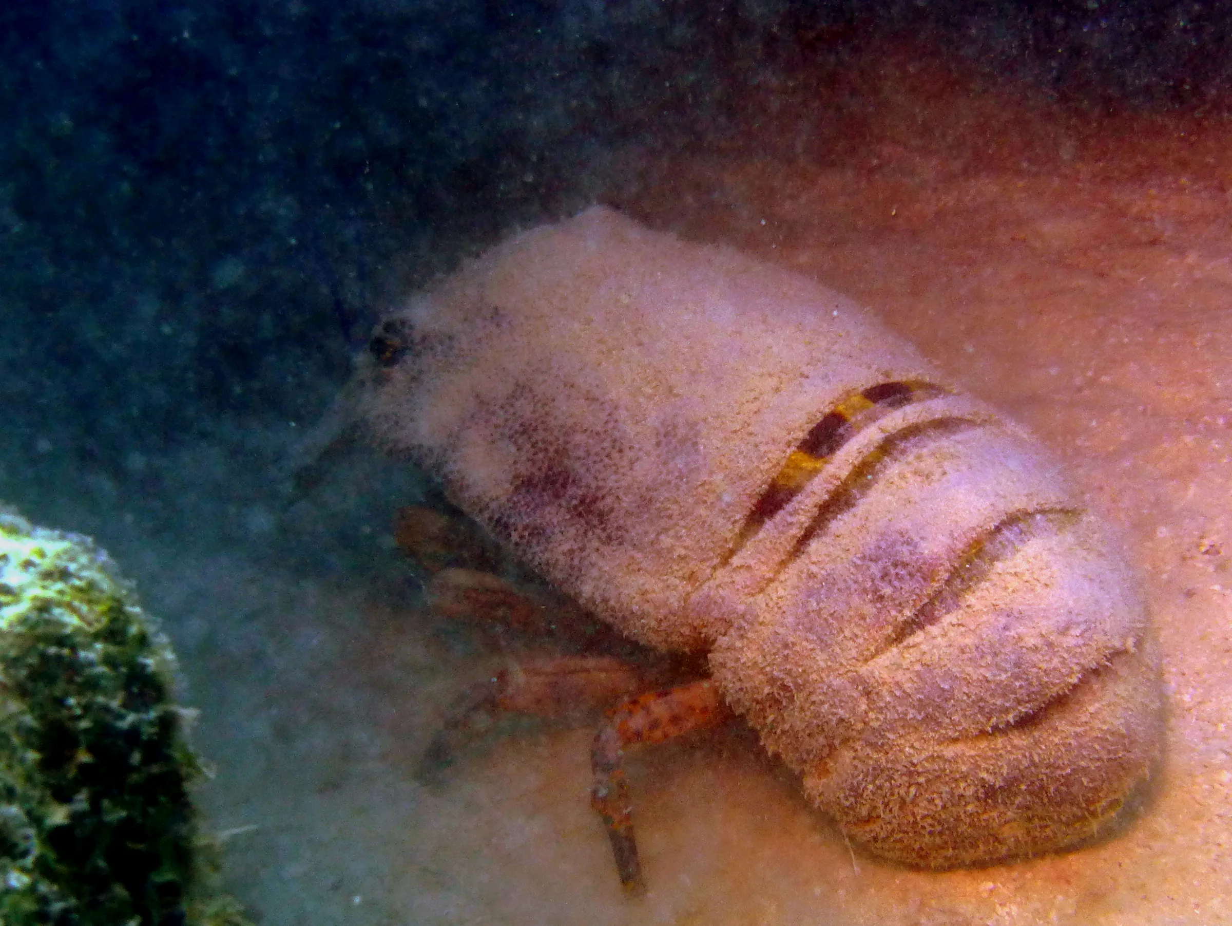 Lobster, Bonaire, 2013