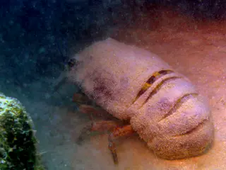 Underwater photograph by Joel Bergsma