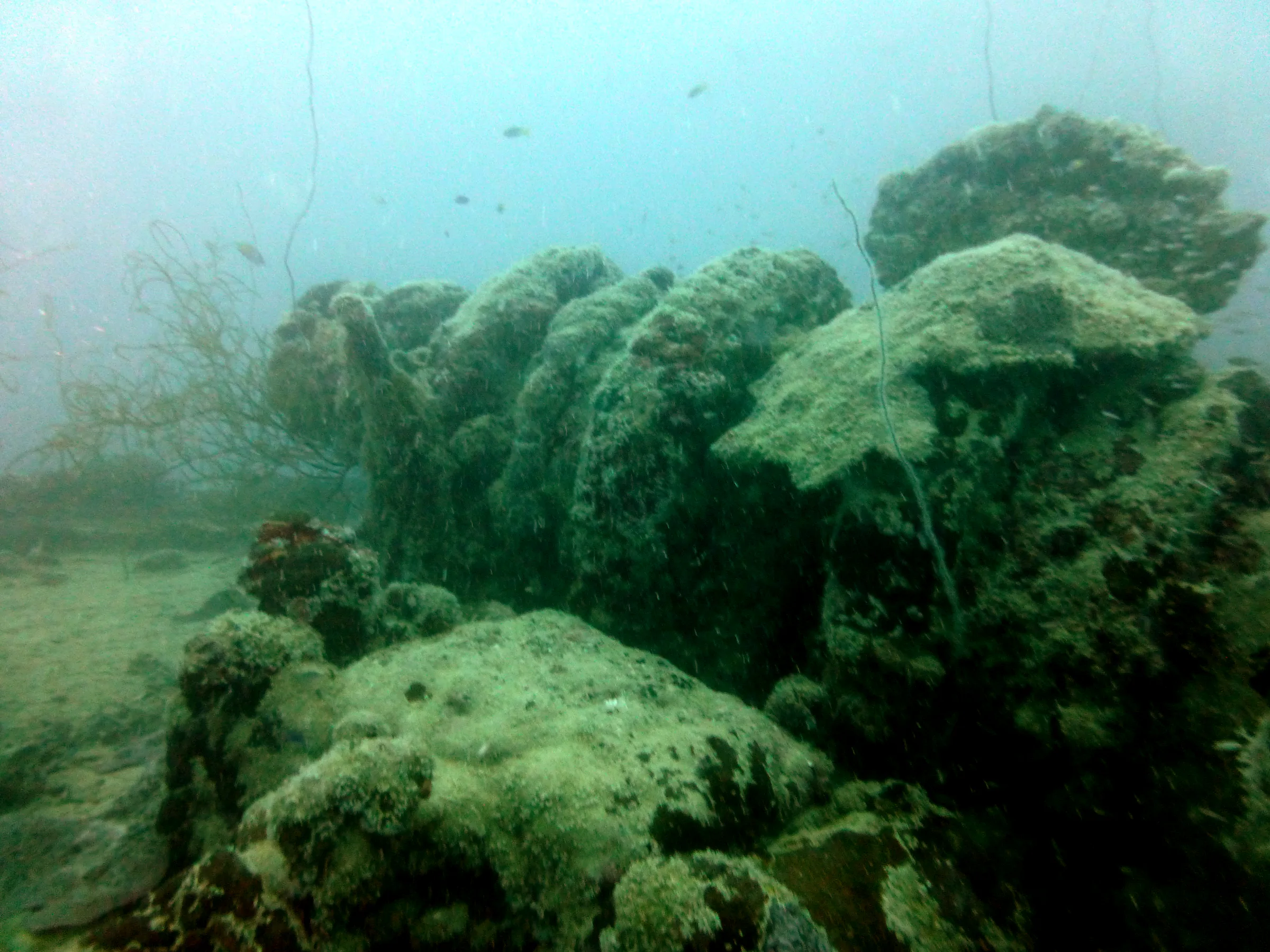 Palau underwater photograph, 2013