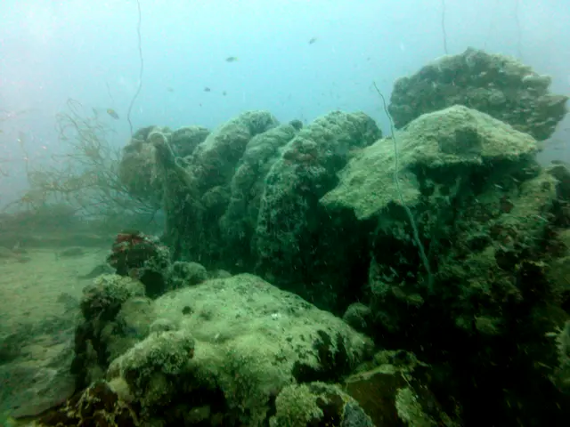 Underwater photograph by Joel Bergsma