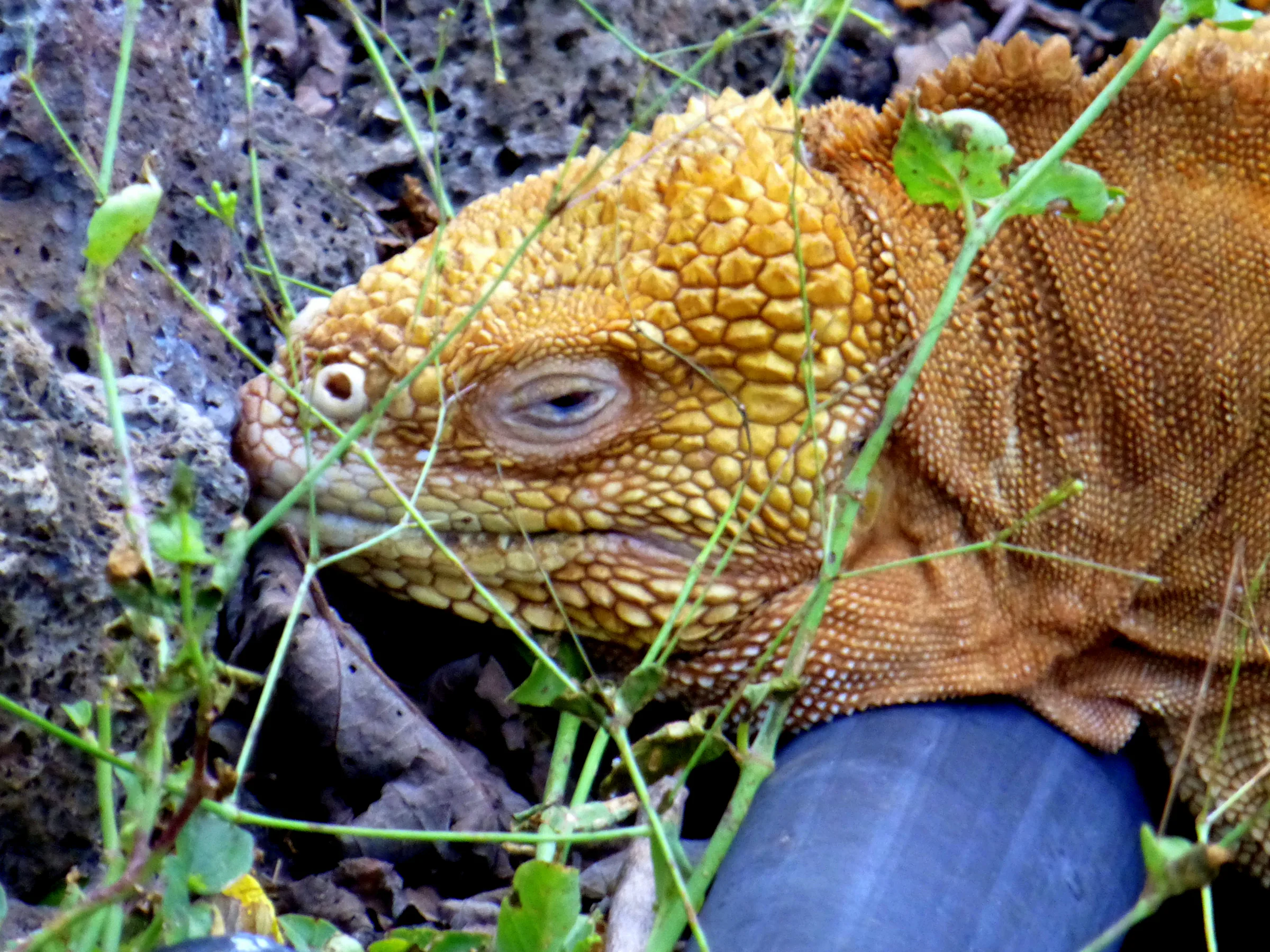 Close up - Galapagos Land Iguana at the Darwin Research Center.