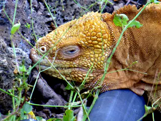 Close up - Galapagos Land Iguana at the Darwin Research Center.