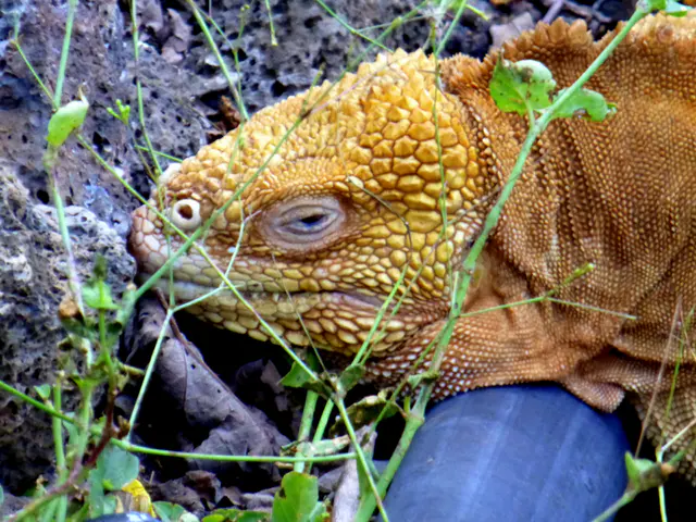 Close up - Galapagos Land Iguana at the Darwin Research Center.