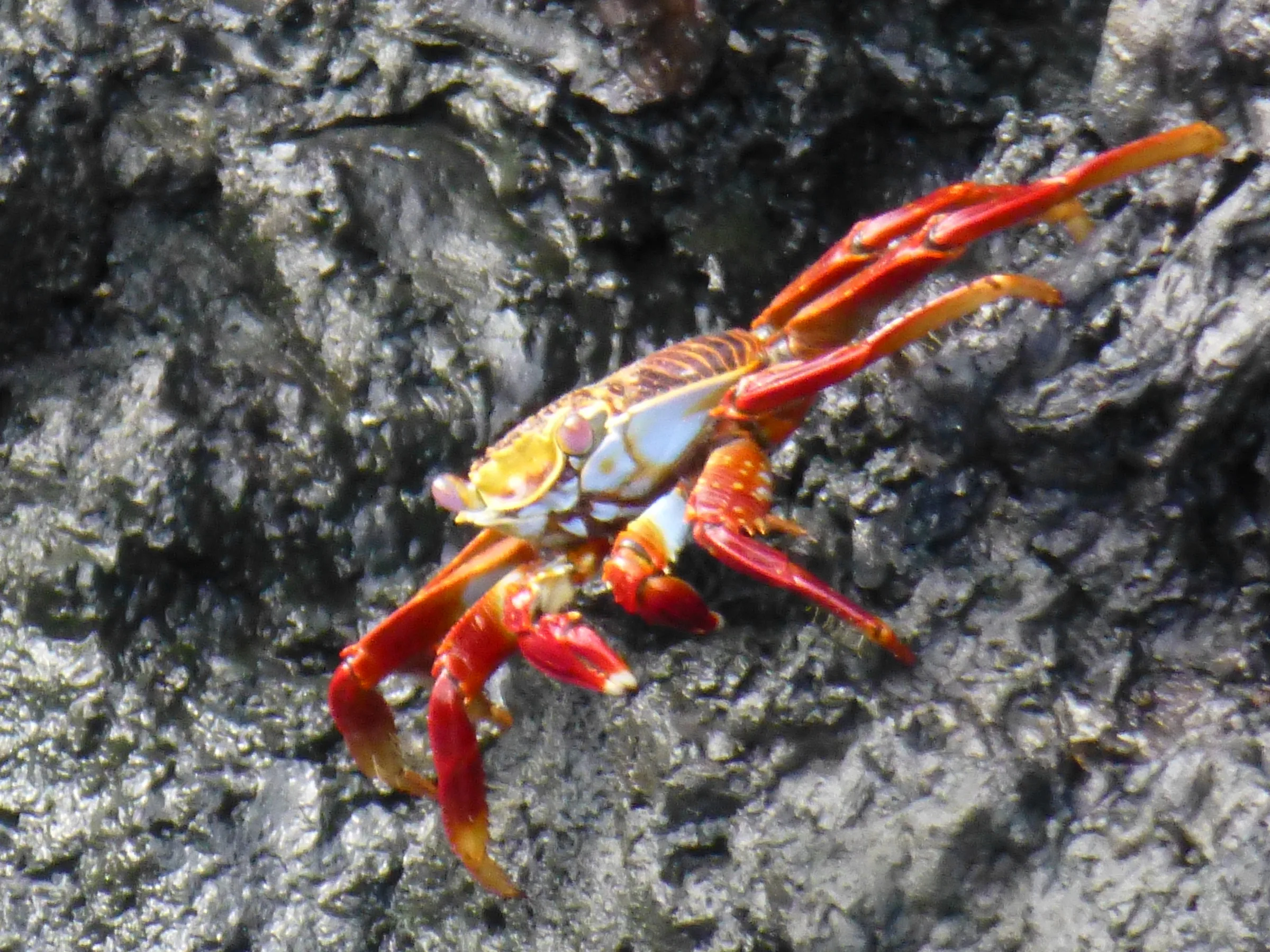 Sally Lightfoot Crab