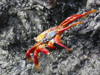 Sally Lightfoot Crab