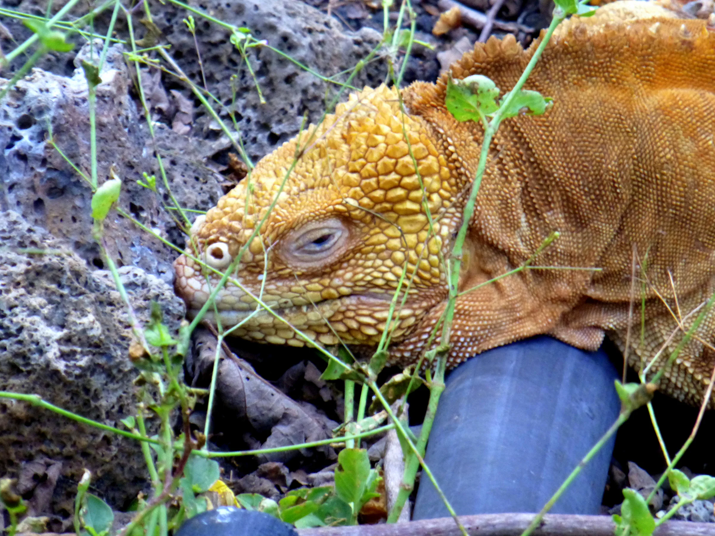 Galapagos Land Iguana at the Darwin Research Center.