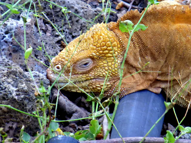 Galapagos Land Iguana at the Darwin Research Center.