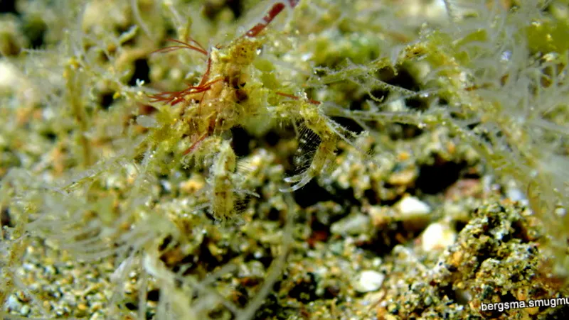 Skeleton Shrimp, Philippines, 2019