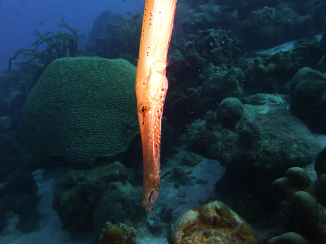 Underwater photograph by Joel Bergsma