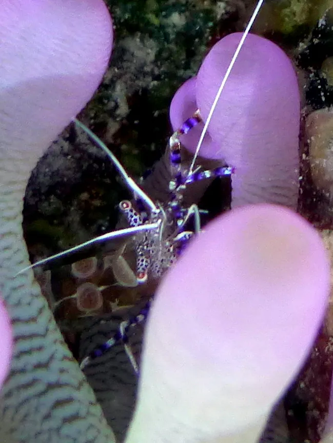Pederson's Cleaning Shrimp, Bonaire, 2013