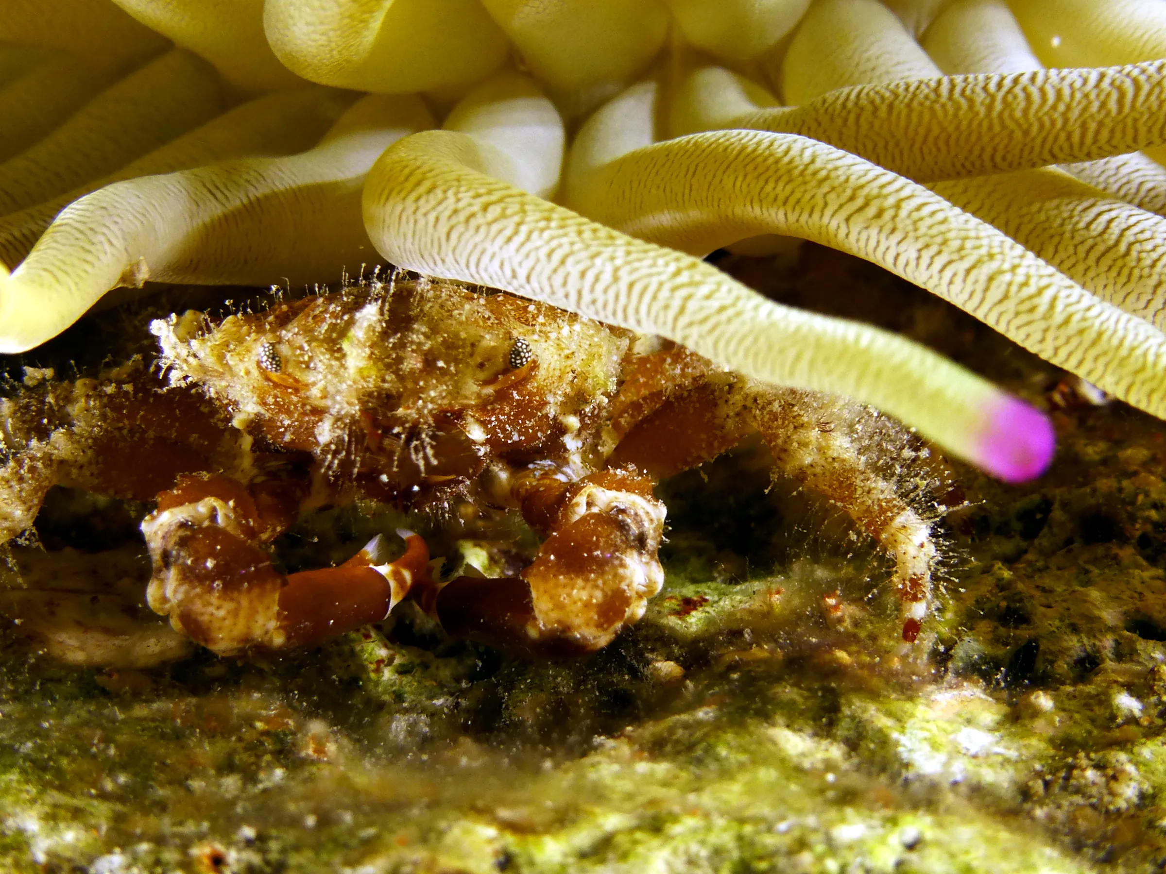 Crab, Cozumel, 2014