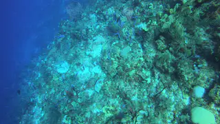 Creole Wrasse