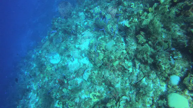 Creole Wrasse