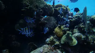 Seargant Major (Damselfish)