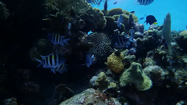 Seargant Major (Damselfish)