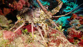 Underwater photograph by Joel Bergsma