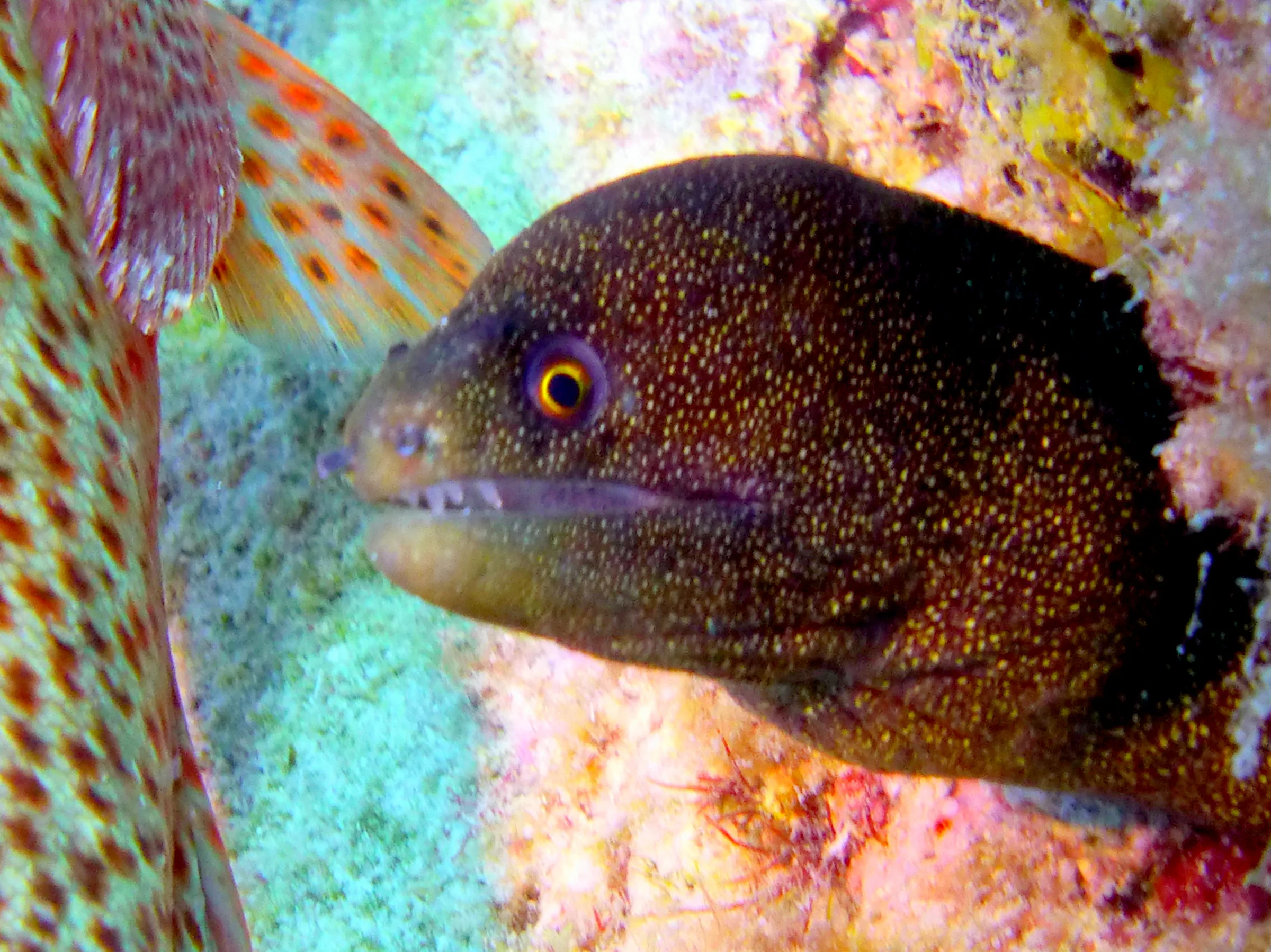 Goldentail Moray Eel, Bonaire, 2013