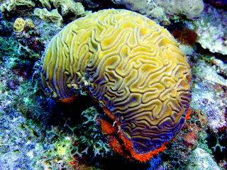 Underwater photograph by Joel Bergsma