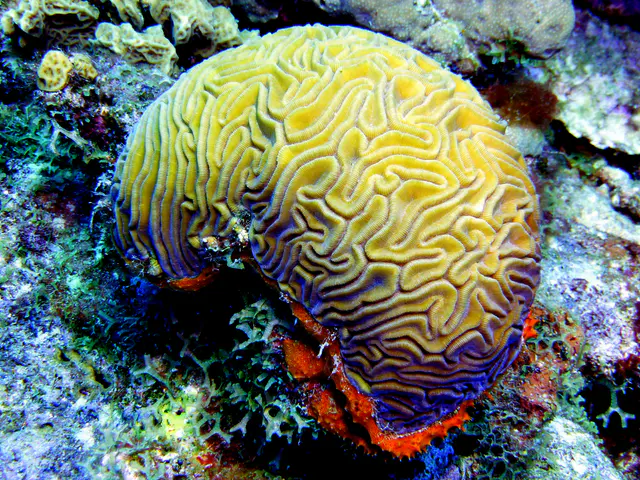 Underwater photograph by Joel Bergsma