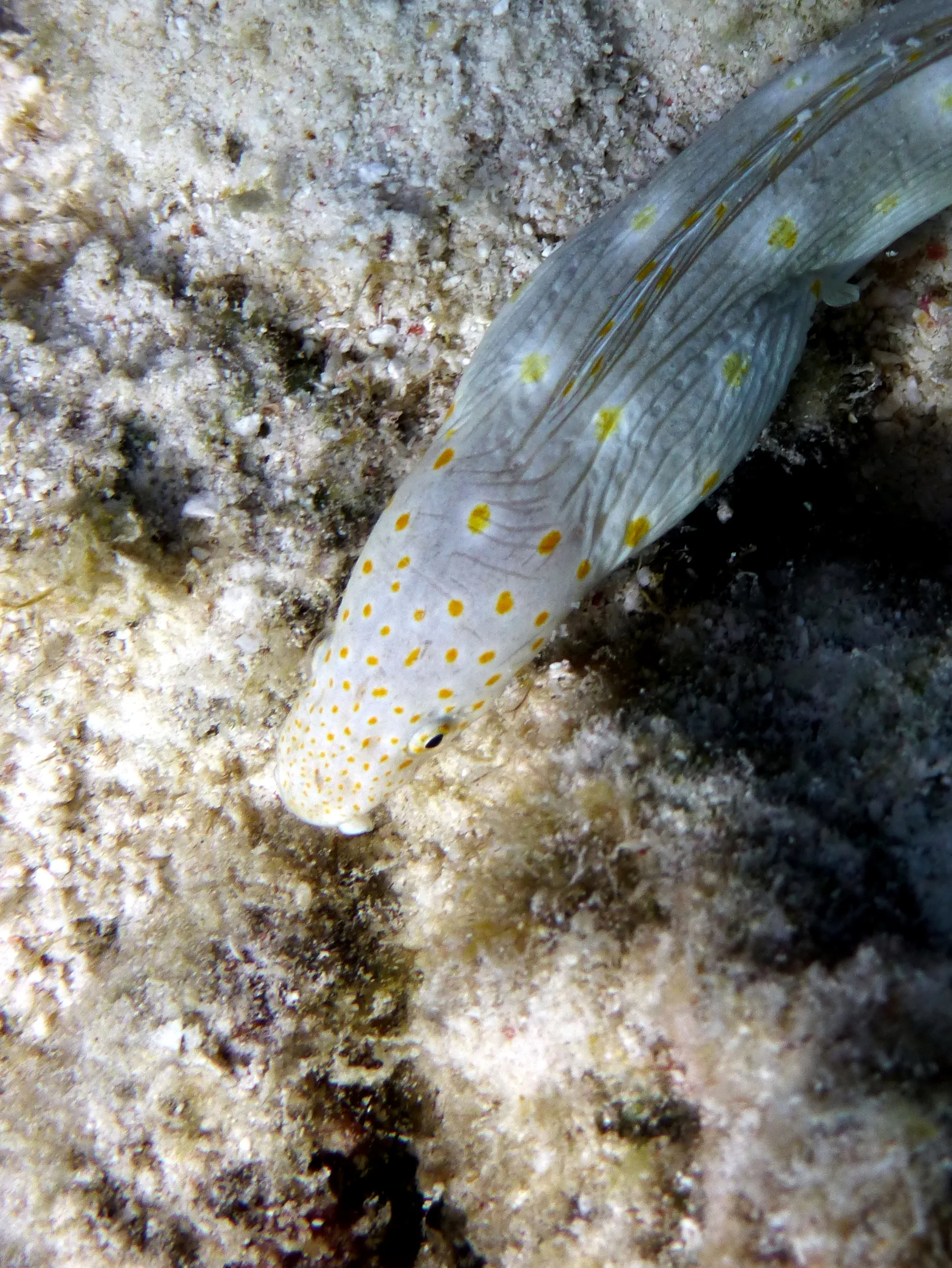 Sharptail Eel, Bonaire, 2013