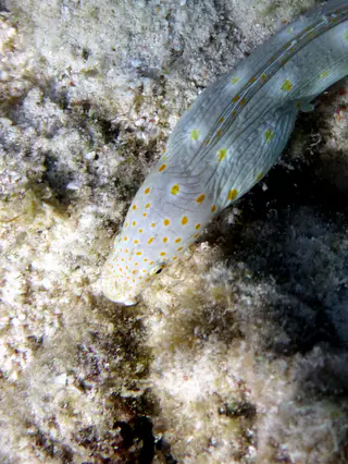 Underwater photograph by Joel Bergsma