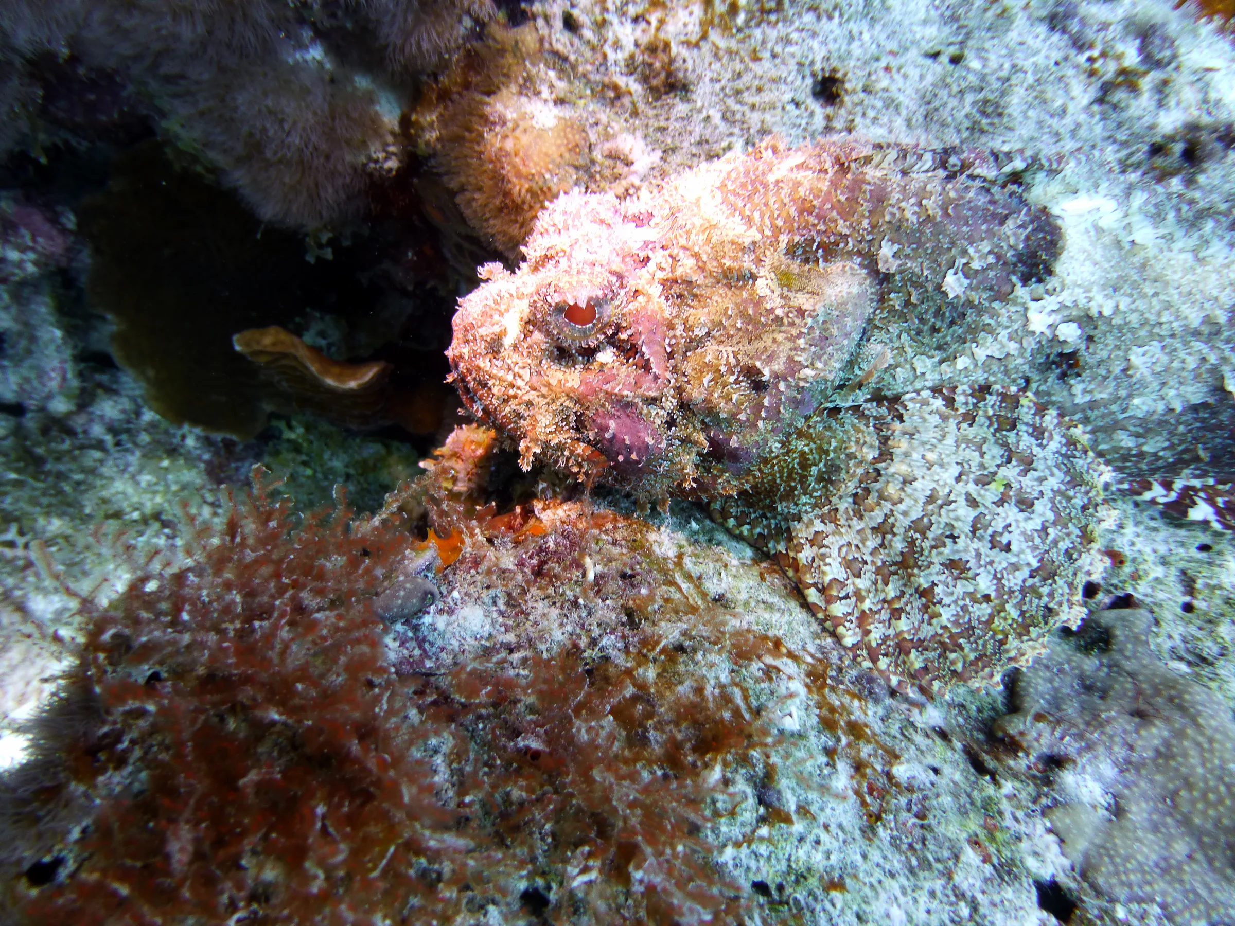 Scorpionfish, Bonaire, 2013