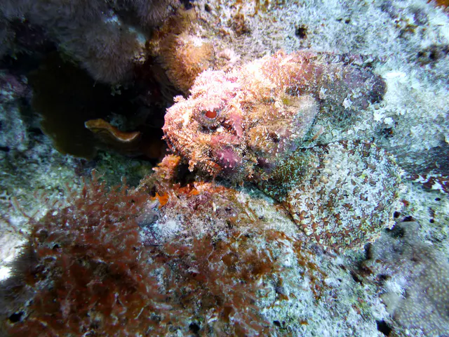 Underwater photograph by Joel Bergsma