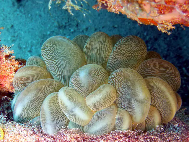 Underwater photograph by Joel Bergsma