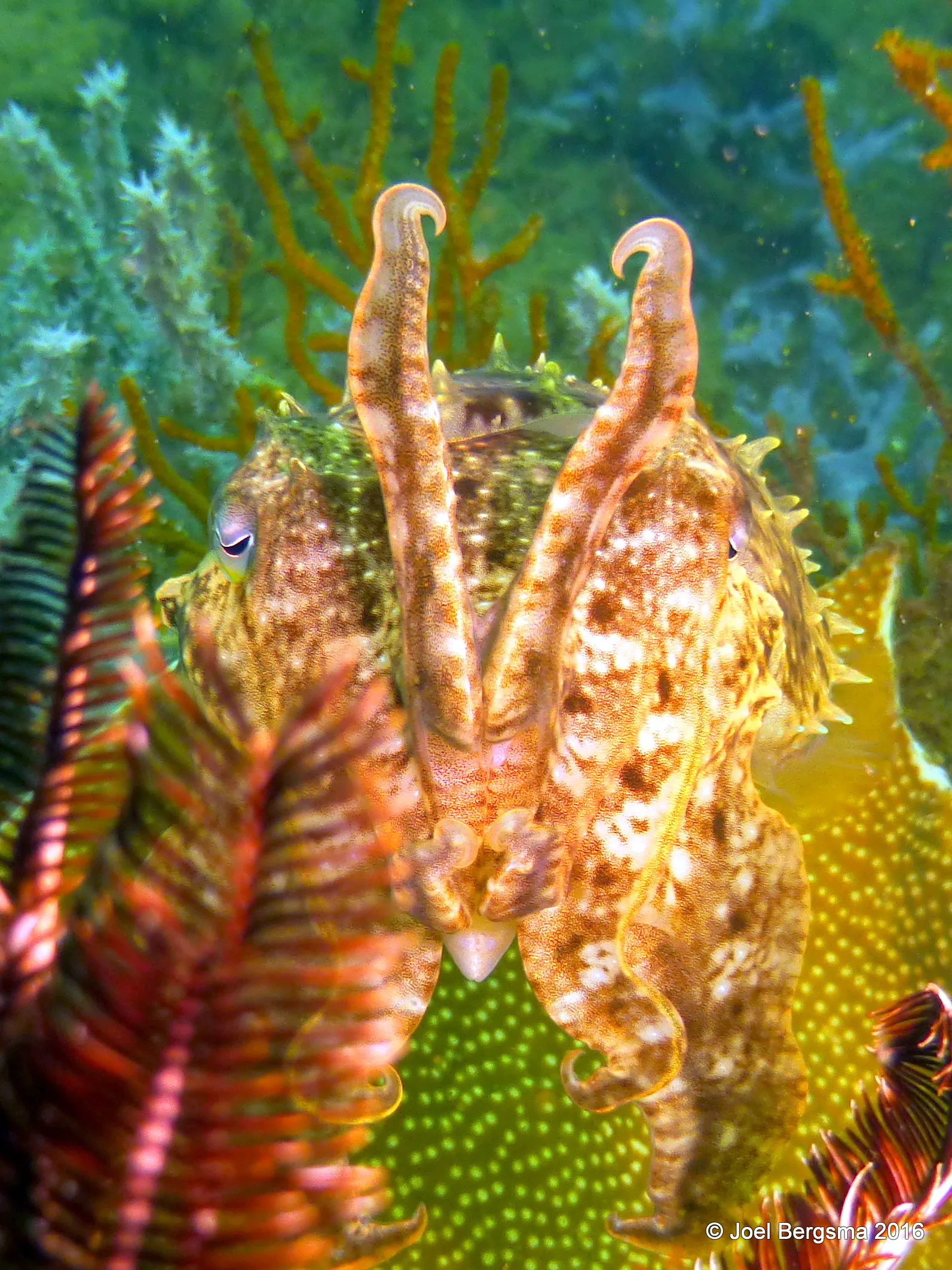 Cuttlefish, Komodo, 2016