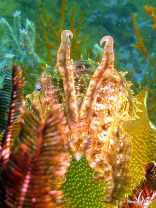 Underwater photograph by Joel Bergsma