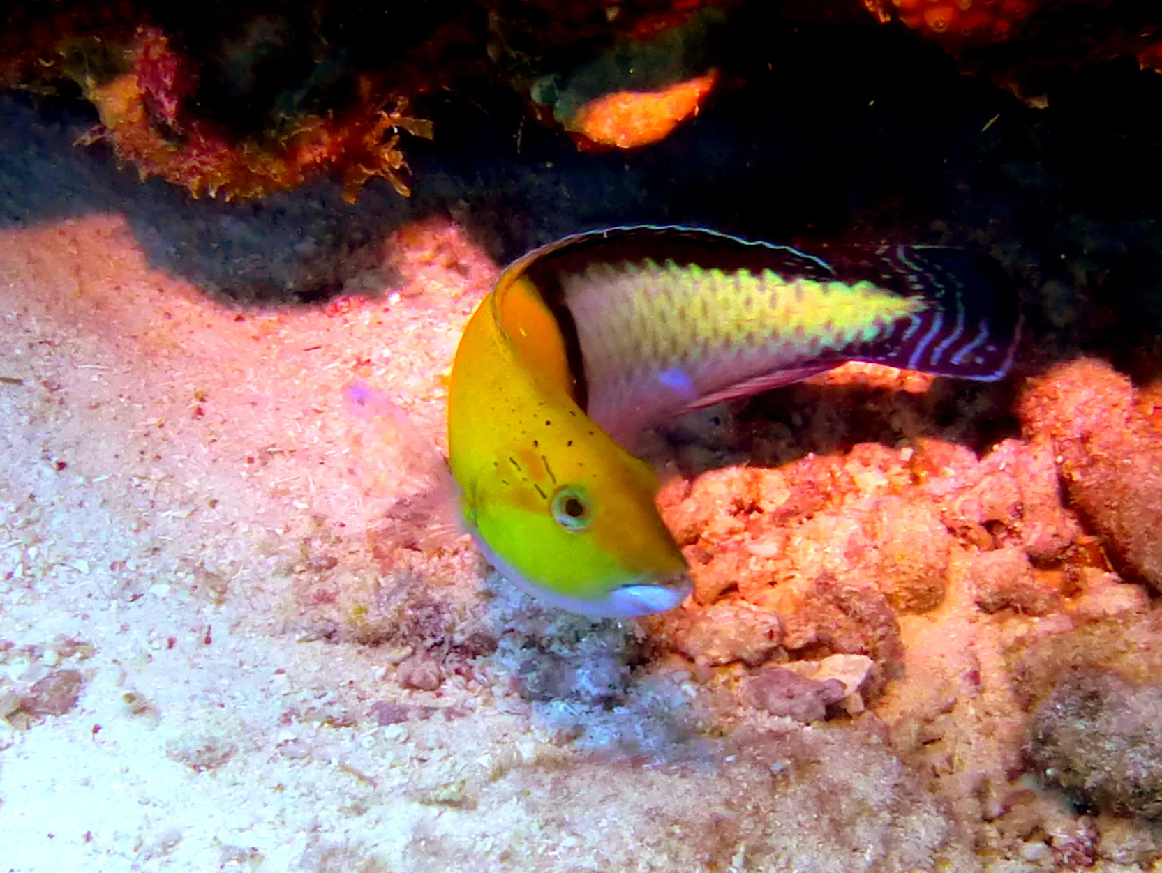 Wrasse, Bonaire, 2013
