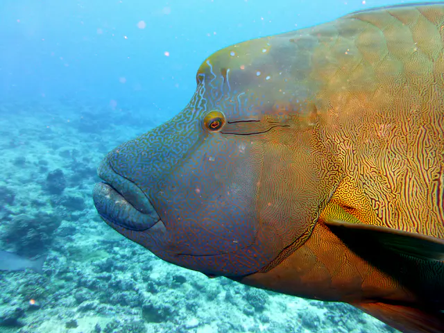 Napoleon Wrasse aka Humphead Wrasse. See Gerald Allen, et al, Reef Fish Identification - Tropical Pacific (2003) at page 193.