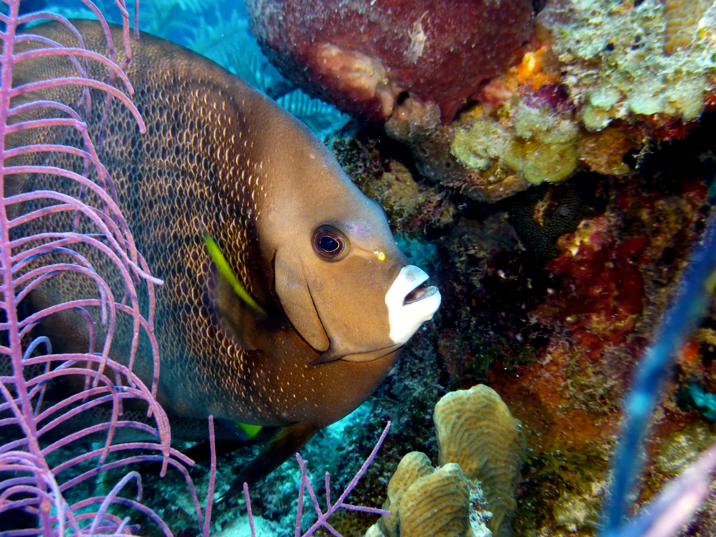 Gray Angelfish, Belize, 2017