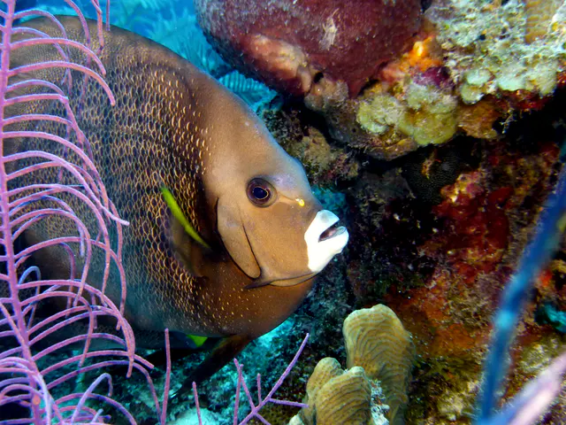Underwater photograph by Joel Bergsma