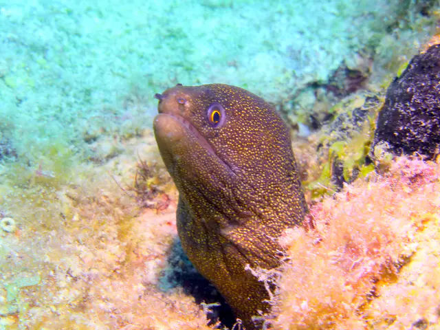 Underwater photograph by Joel Bergsma