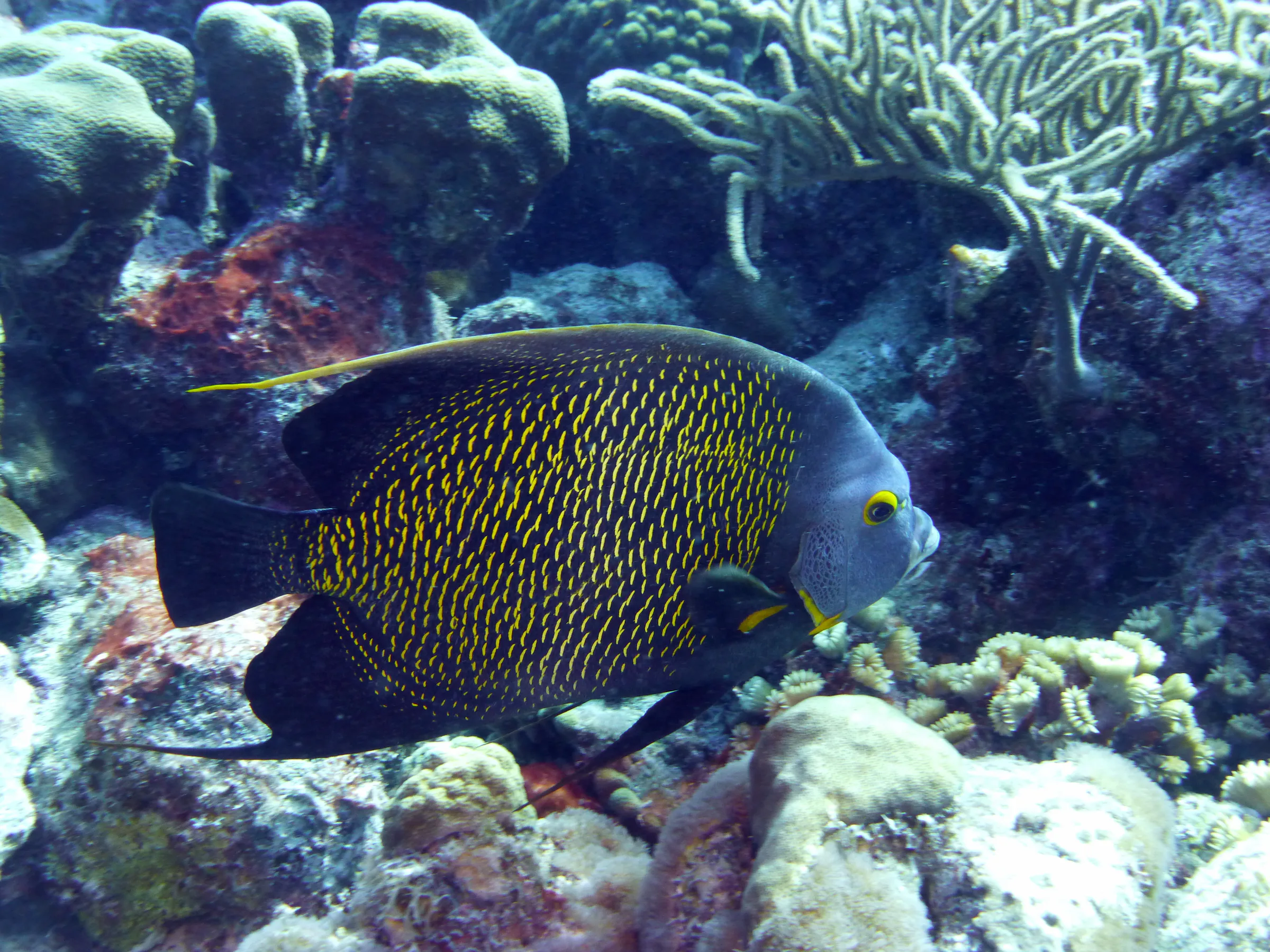 French Angelfish, Bonaire, 2013