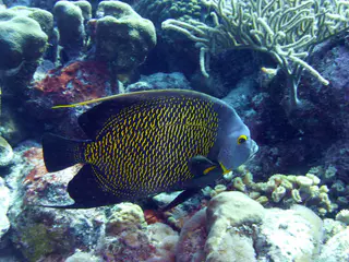 Underwater photograph by Joel Bergsma