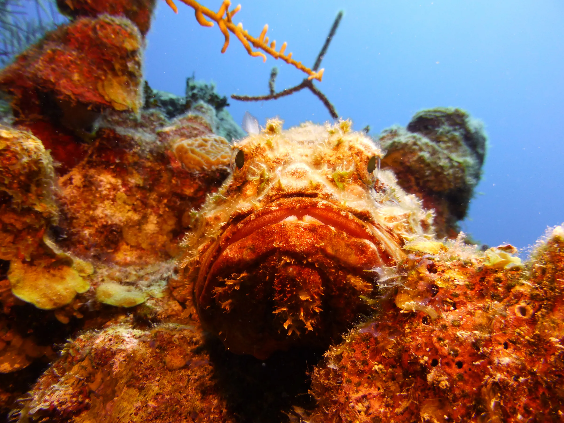 Scorpionfish, Belize, 2017