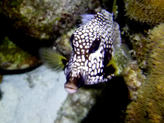 Underwater photograph by Joel Bergsma