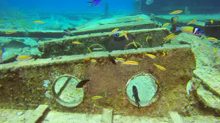 Wrasse feed on Seargant Major's eggs
