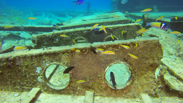 Wrasse feed on Seargant Major's eggs