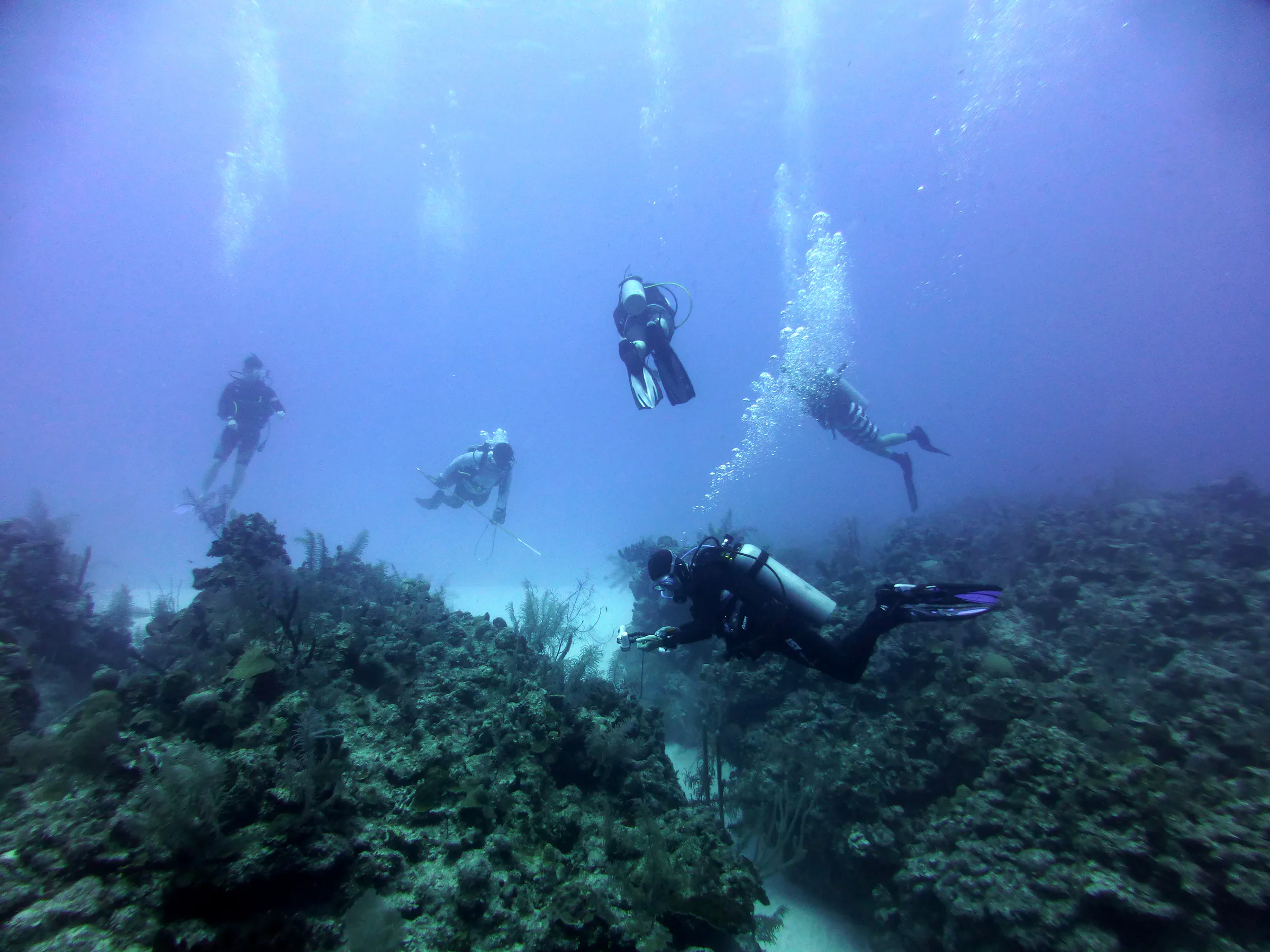 Belize underwater photograph, 2017