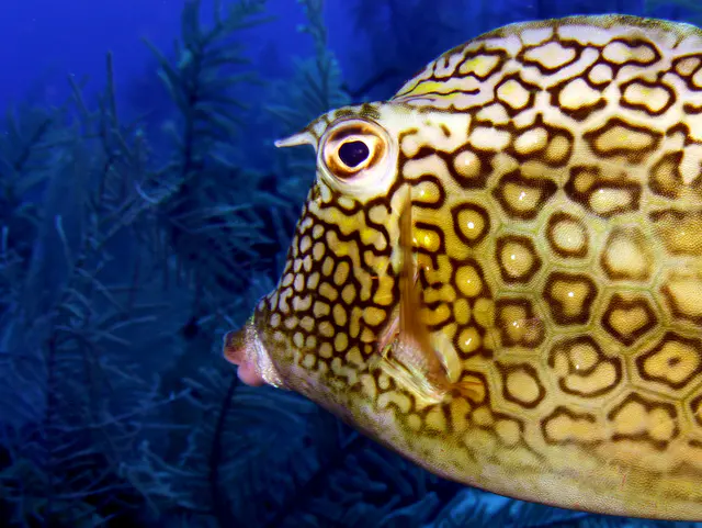 Underwater photograph by Joel Bergsma