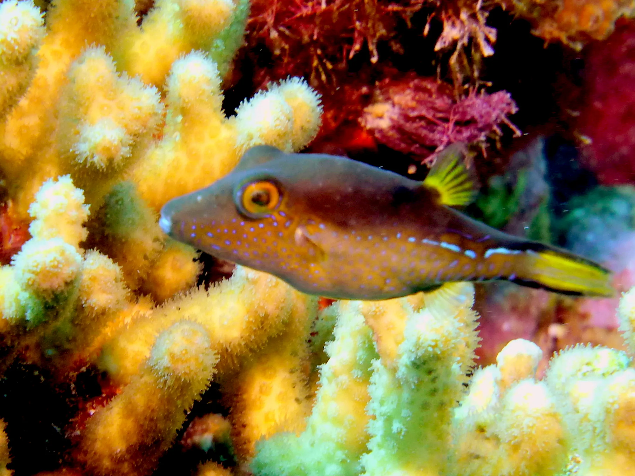 Pufferfish, Bonaire, 2013