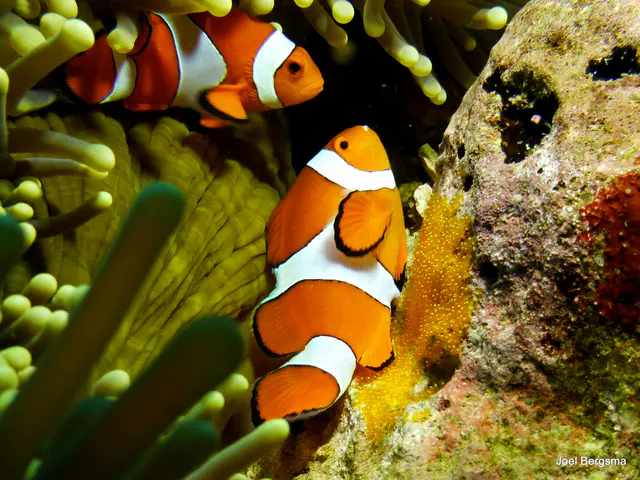 Underwater photograph by Joel Bergsma